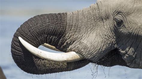 What Are Elephant Tusks Used For? | Reference.com