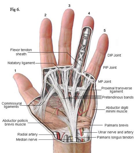 Tendones, nervios, ligamentos | Hand therapy, Human anatomy and physiology, Anatomy and physiology