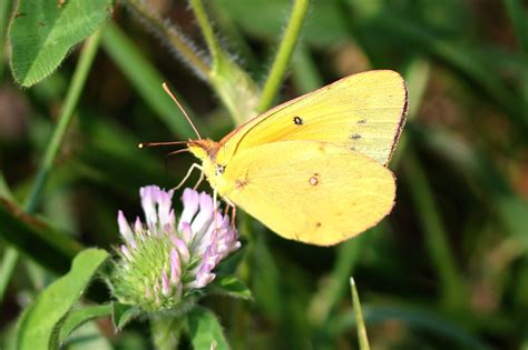 Digital Photography - Sulphur Butterfly