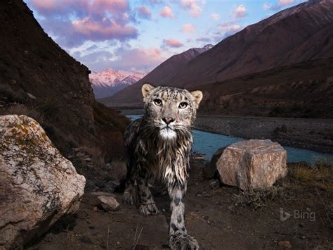 Kyrgyzstan Snow leopard in the Tian Shan 2017 Bing Wallpaper Preview ...