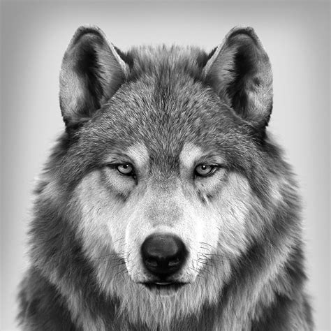 ArtStation - Wolf Portrait (different angle), Massimo Righi | Wolf ...