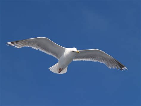 File:Seagull flying (5).jpg - Wikipedia