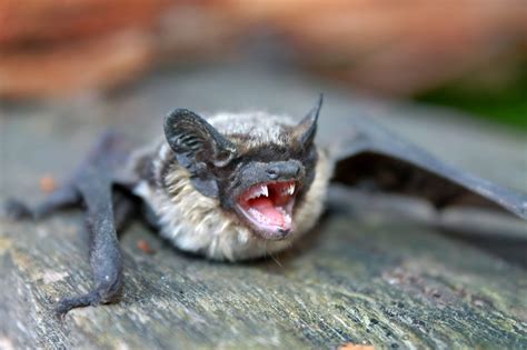 Evolutionary secrets: How bat teeth adapted to their diverse diets ...