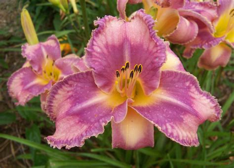 DAYLILY BREEDER BLOG: Growing Daylilies - Part 2 Uses of Daylily Colors