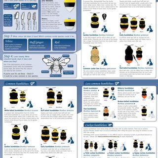 Field guide. Source: Bumblebee Conservation Trust... | Download Scientific Diagram