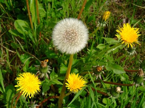 HERBAL PICNIC: DANDELION