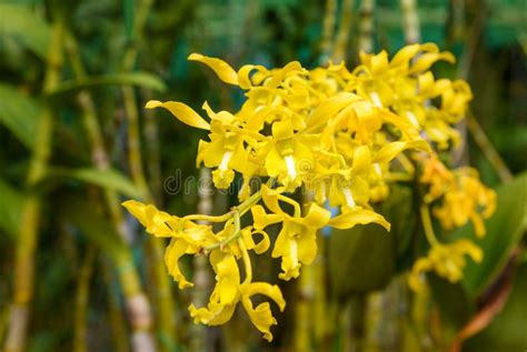 Yellow orchids on green stock image. Image of branch - 76456727