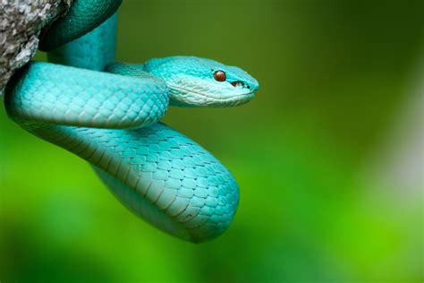 Emerald Green Pit Viper Snake - File Trimeresurus Gumprechti Gumprecht ...