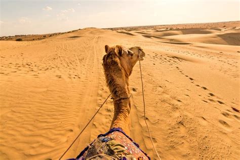 1200x800 Thar Desert camel trek iStock-626777138 2 - Stubborn Mule Travel