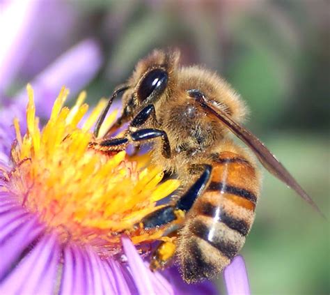 Honey Bee Species: Types of Honey Bees & Their Traits - 188金宝搏亚洲真人,金博宝 ...