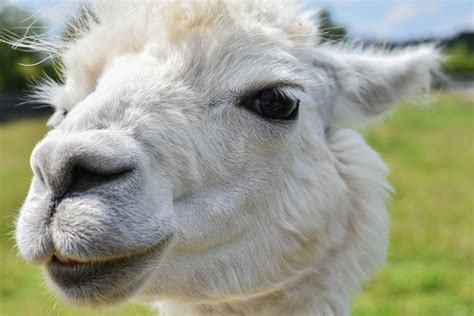 Do alpacas make good pets? - Vet Help Direct