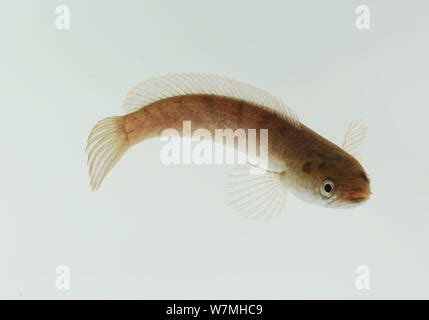 snakehead (Channa gachua Stock Photo - Alamy