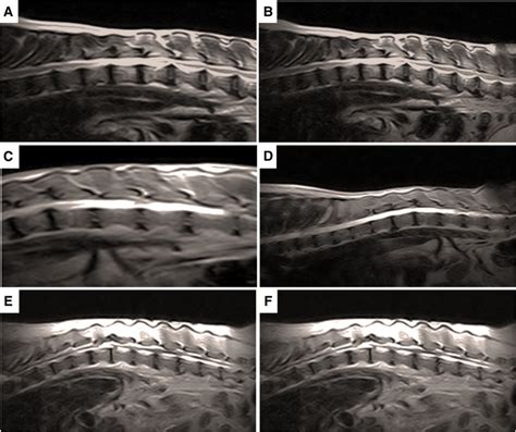 How Is Spondylosis In Dogs Treated