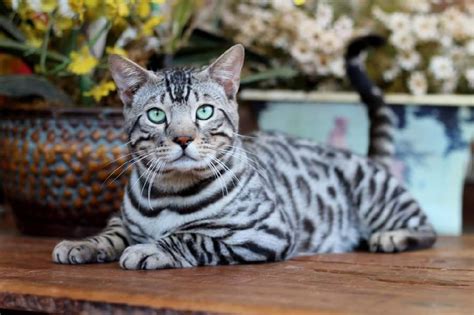 Cómo identificar los principales ruidos de los gatos de Bengala - Gato ...