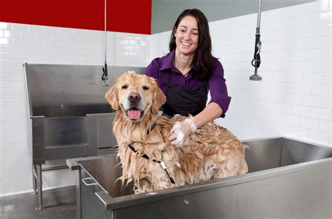 A guide into dog grooming insurance for your business - Groomarts | Dog ...