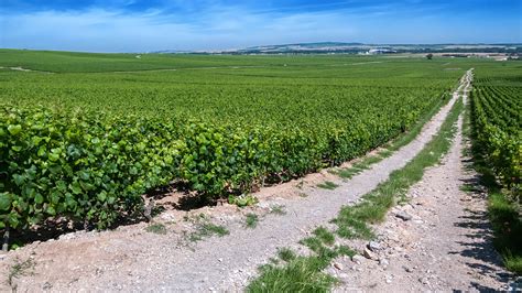 36 charming photos of Champagne vineyards, France | BOOMSbeat