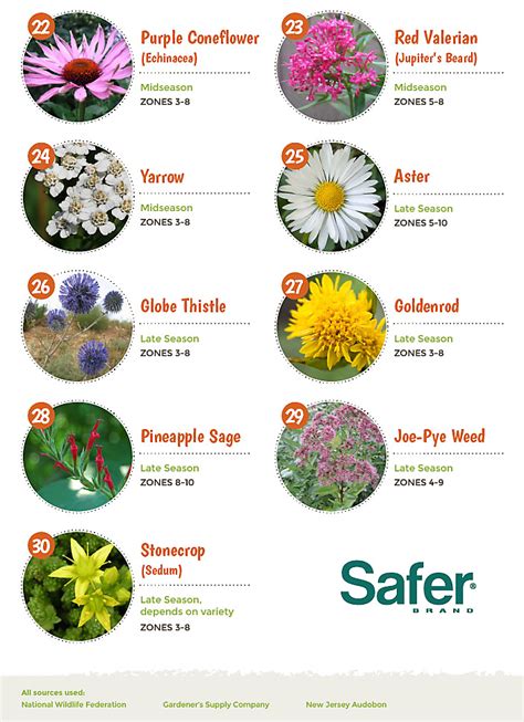 Top 30 Plants That Attract Pollinators