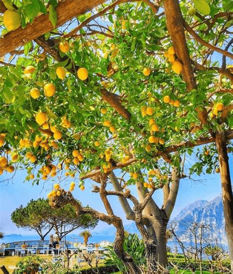 Amalfi Coast Lemons: All things to know