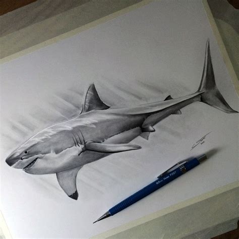 Draw A Great White Shark