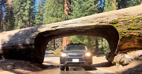 Drive through Tunnel Log, Sequoia National Park, California