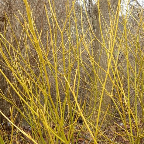 Yellow Twig Dogwood | Amazing Vivid Golden Color — PlantingTree.com