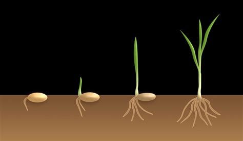 Steps of Seed Germination, Types, and Stages | Gardening Tips