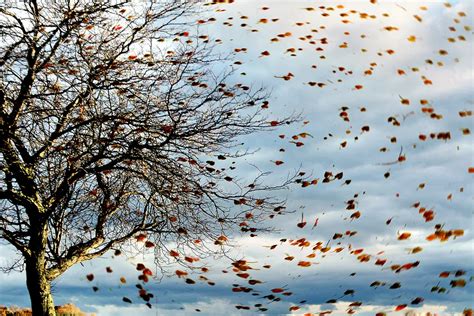 Gust of wind blowing leaves off a tree in autumn. | Smithsonian Photo Contest | Smithsonian Magazine