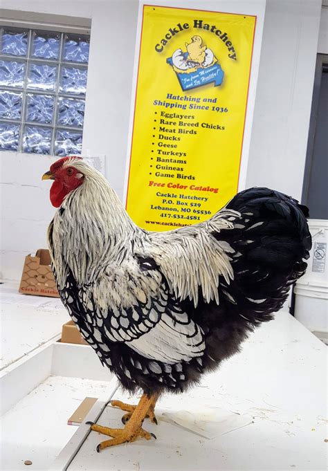 Silver Laced Wyandotte Chicken for Sale (Show Type) | Cackle Hatchery®