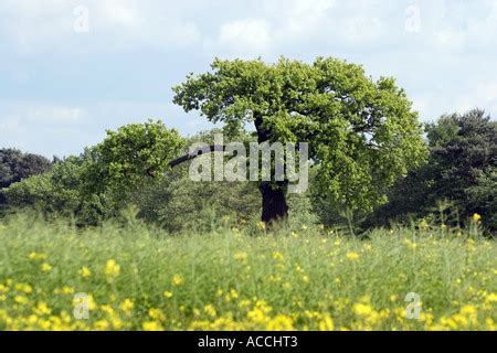 The Kings Oak tree at Boscobel House after lightning damage Stock Photo ...