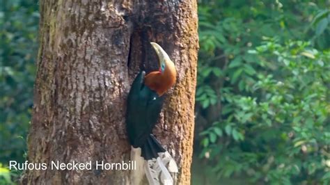 Rufous Necked Hornbill - Nesting and feeding its mate - YouTube