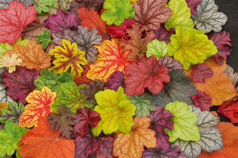 heuchera plants | Order these favourite hardy plants for your garden … all with great ...