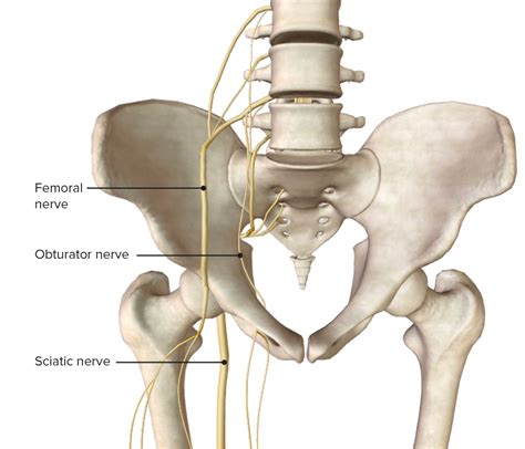 Anatomy of the Hip Joint, Hip Bones, Ligaments, Muscles, hip bones - mi ...