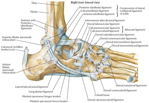 Foot Tendon Anatomy Diagram Calcaneus Bone Anatomy Function | Images ...