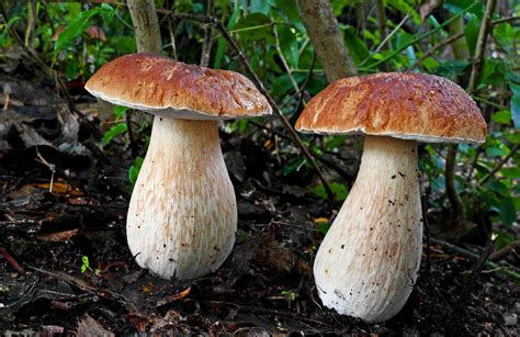 King Bolete. | The King Bolete is a very popular, delicious,… | Flickr