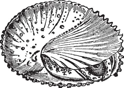 Molluscavintage Illustration Invertebrate Illustration Engraved Vector, Invertebrate ...