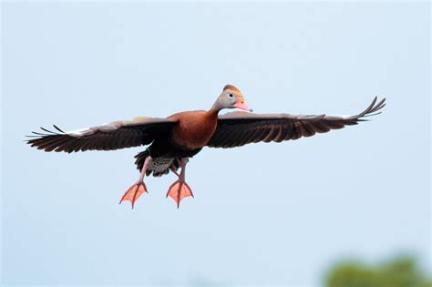 Black-bellied Whistling Duck Flying - Animal Spot