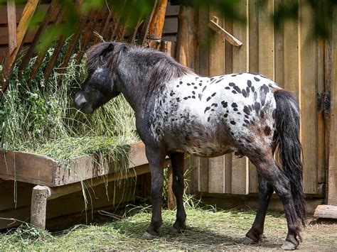 Animals | Berdyansk Zoo Safari