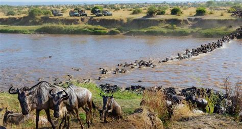 8-Day Maasai Mara Wildebeest Great Migration Private Safari by ...