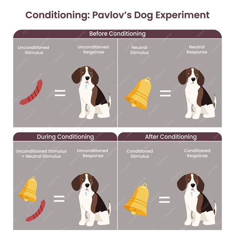 Premium Vector | Classic Conditioning Pavlov's Dog Experiment vector illustration diagram