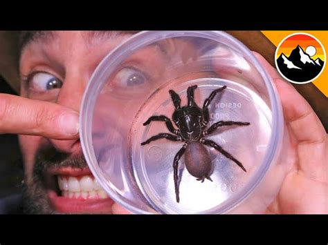 Most Dangerous Spider In The World Bites