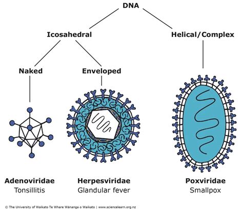 DNA viruses — Science Learning Hub