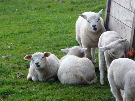 #TEXELPICS: Texel sheep & lamb