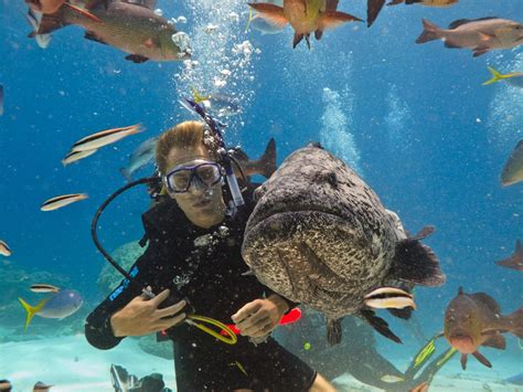 Great Barrier Reef in Queensland,Australia | Traveling In Holidays