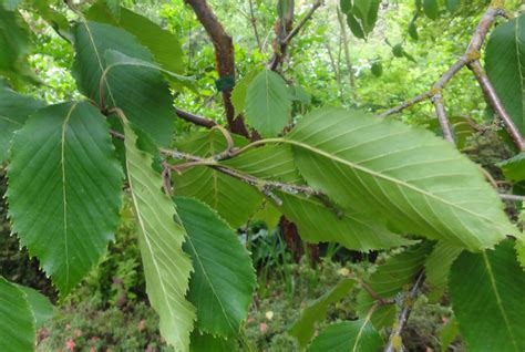 Betula jacquemontii (Indian Paper Birch, Jacquemontii Birch Tree, Whitebarked Himalayan Birch ...