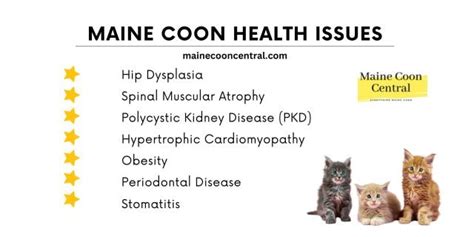 Top 7 Maine Coon Cat Health Issues - Maine Coon Central