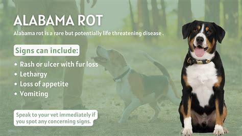 Alabama Rot - Symptoms and Prevention