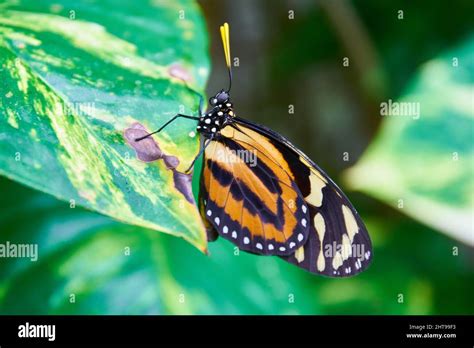 butterfly wings close up Stock Photo - Alamy