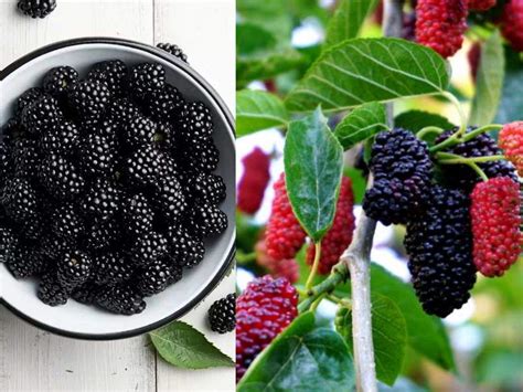 benefits of mulberries fruit: Mulberry shahtoot: Ayurvedic Dr. told ...