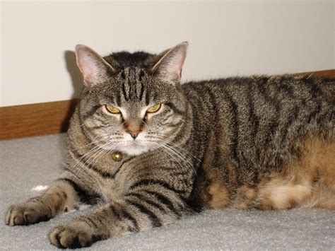 Striped Cat Breeds | Tabby cat, Silver tabby cat, Grey tabby cats