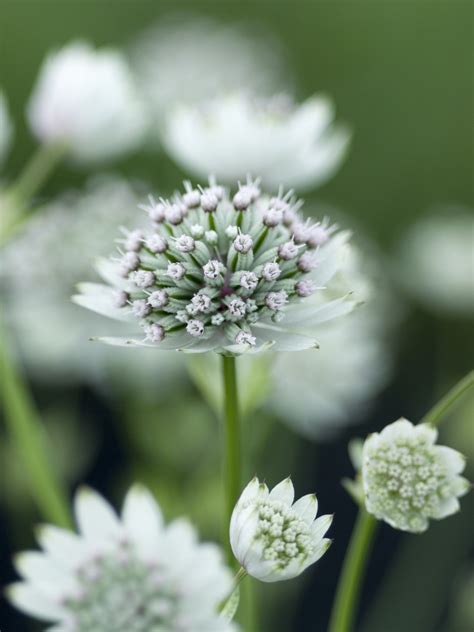 Astrantia major Seeds £2.85 from Chiltern Seeds - Chiltern Seeds Secure Online Seed Catalogue ...